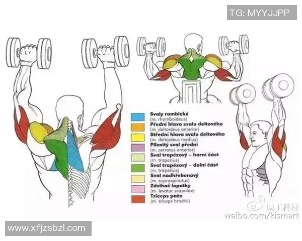 哑铃锤式弯举的锻炼效果及针对肌肉群分析